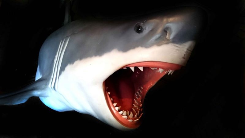 hire a shark prop hire a shark for events hire a realistic great white hire a shark
