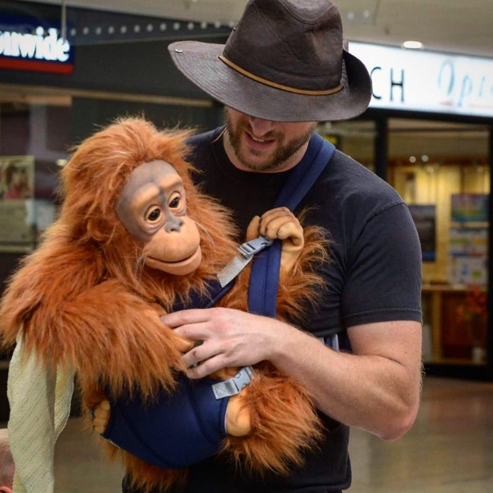 hire a baby orangutan hire a monkey hire an orangutan