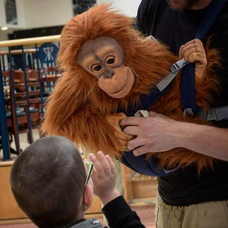 hire an orangutan hire a baby ape hire a baby monkey hire a baby orangutan
