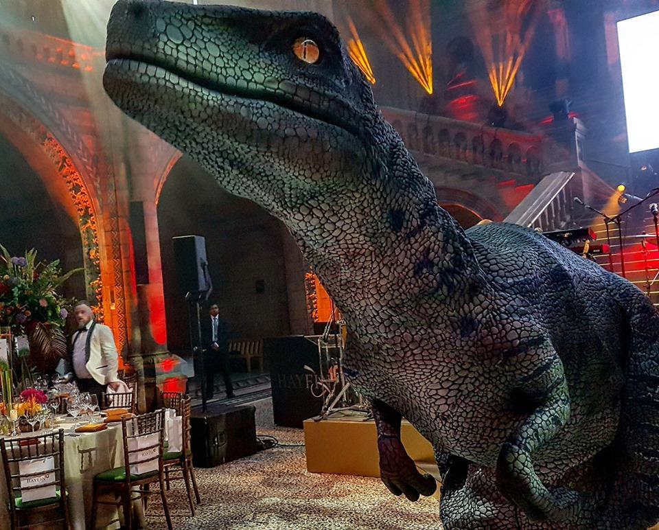hire a raptor in london hire a raptor in the uk hire blue the raptor jurassic world realistic raptor hire