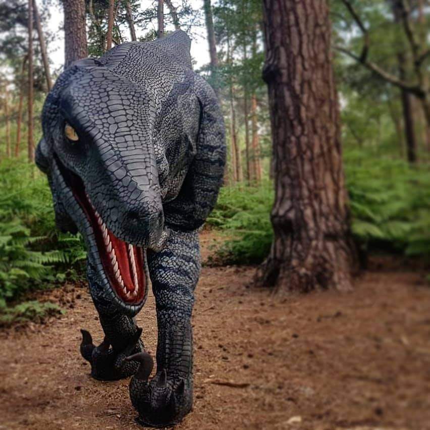 hire a raptor hire a dinosaur hire a realistic dinosaur hire blue raptor hire jurassic park raptor hire realistic dinosaur hire a fossil hire a trex skull t-rex skull hire prop hire dinosaur installations hire museum quality props for film