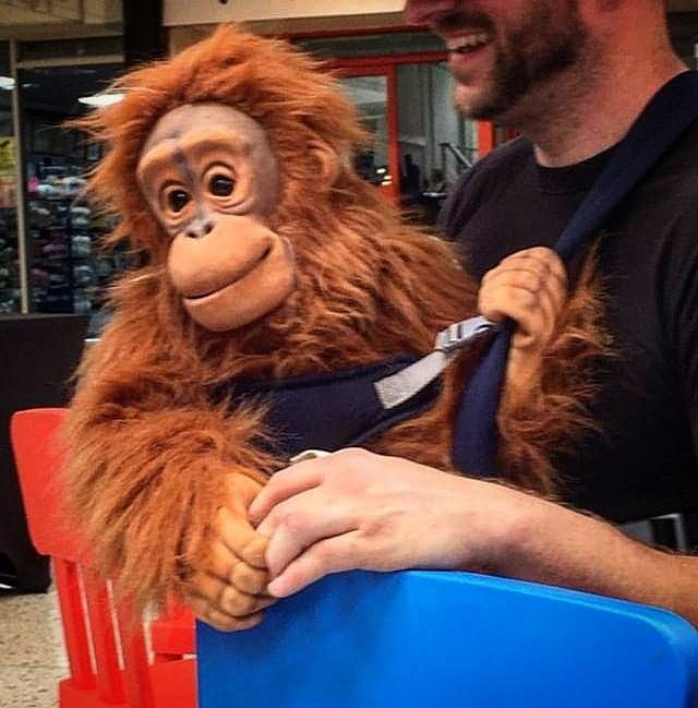 hire an ape hire a monkey hire a chimp hire an orangutan gorilla hire chimpanzee hire for events marketing activation attractions hire an event puppet puppeteer hire for events wild animal events wild animal hire for events kids parties attractions
