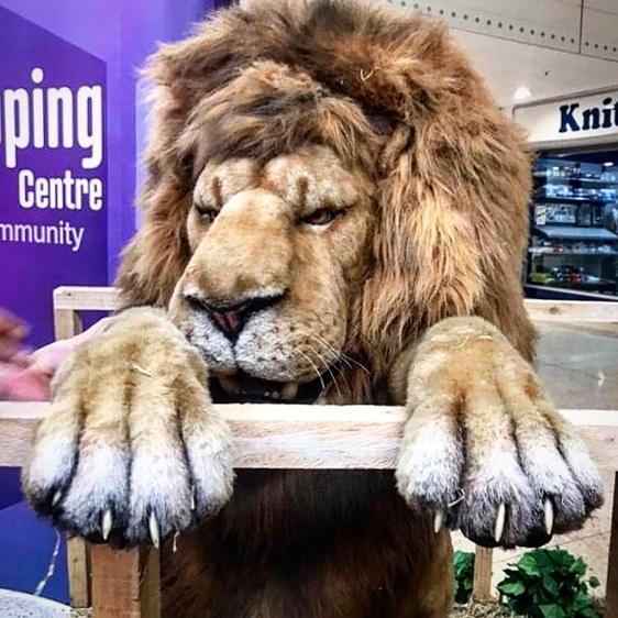 Hire a lion realistic lion hire aslan for event circus animal hire zoo animal hire wild animal hire narnia event hire narnia theme props where can i hire a lion for events real lion hire