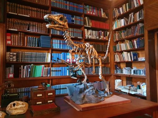Hire raptor skeleton used in Prehistoric planet 2 davdi attenborough prehistoric planet 2 fossil skeleton prop hire hire a trex skull t-rex skull hire prop hire dinosaur installations hire museum quality props for film