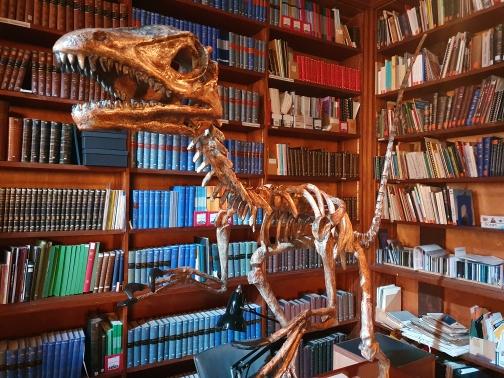 hire a trex skull t-rex skull hire prop hire dinosaur installations hire museum quality props for film raptor skeletons used in david attenborough prehistoric planet 2