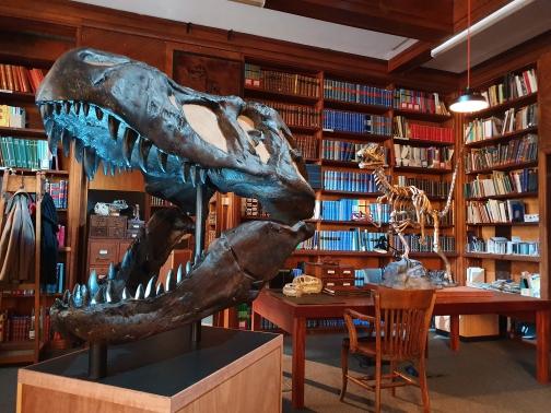 Hire the props used by Sir David Attenborough in the Prehistoric planet tv show hire full size T-Rex skull hire a trex skull t-rex skull hire prop hire dinosaur installations hire museum quality props for film sire david Attenborough and the t-rex skull