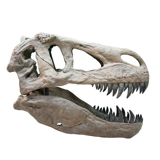 hire fossils fossil hire in london where can i hire fossils hire Dinosaur Props