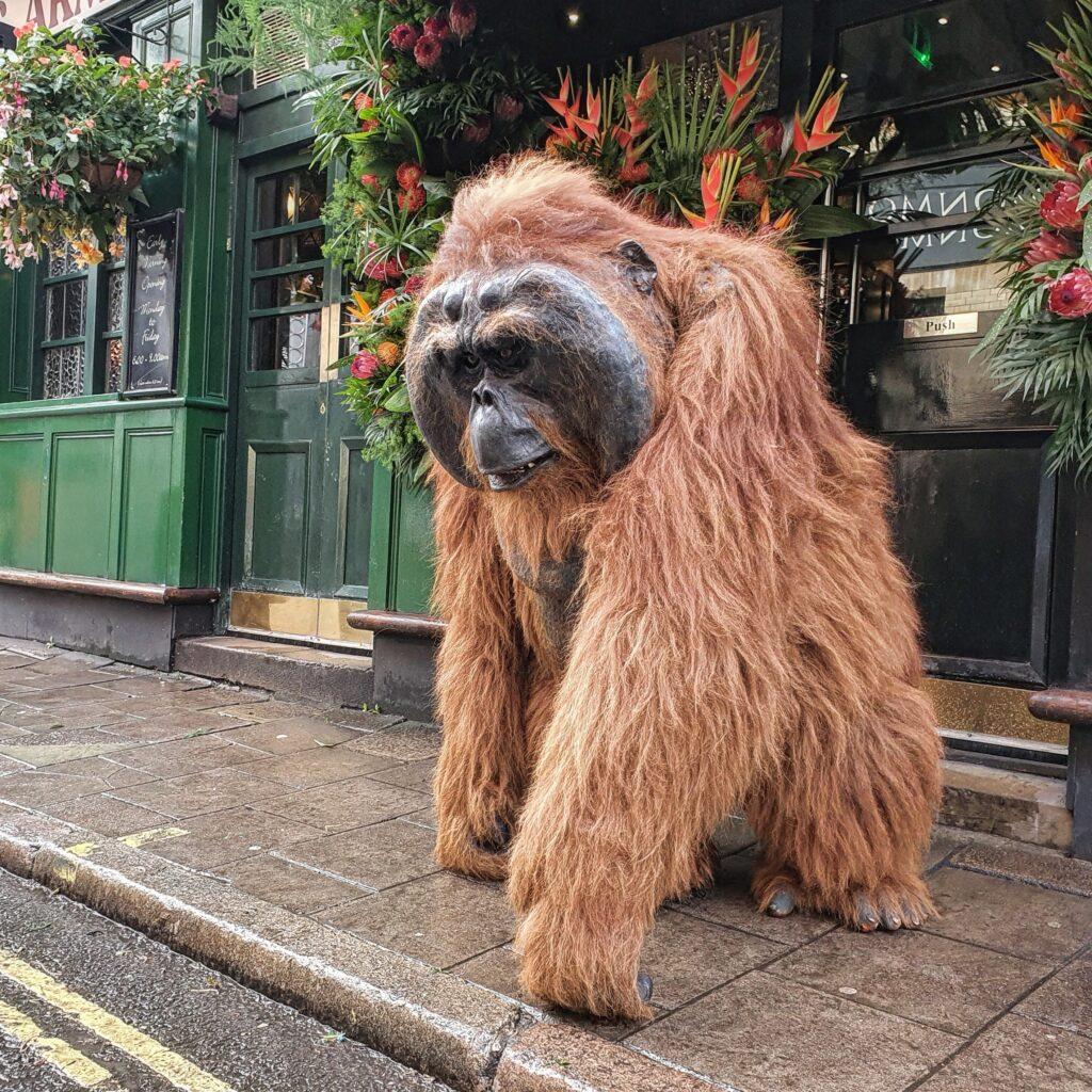 hire an orangutan hire a gorilla realistic orangutan costumes for hire