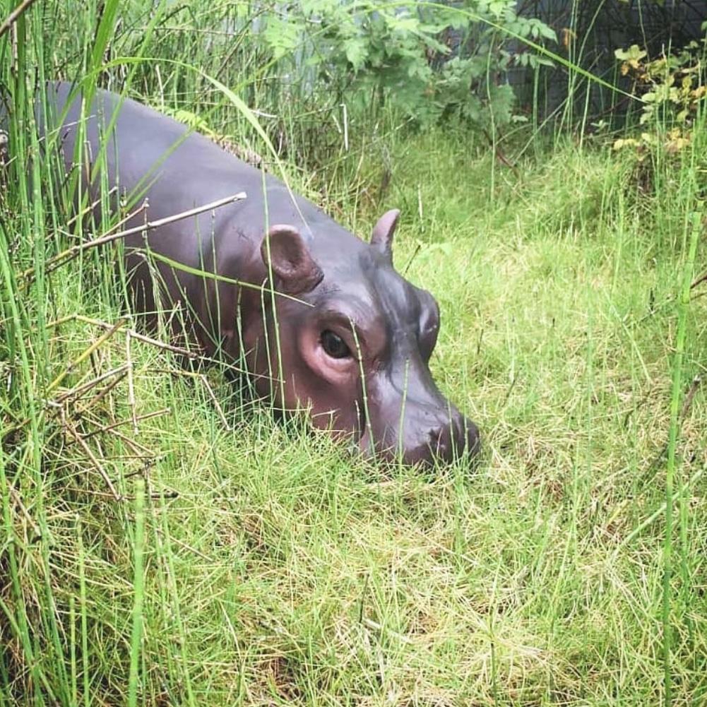hire a hippo 