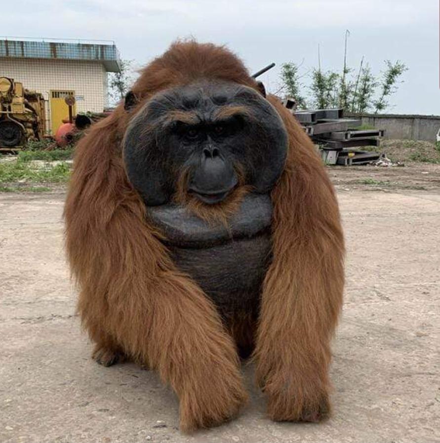 hire an orangutan hire a realistic monkey hire a realistic ape hire a realistic orangutan