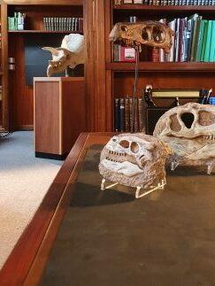 hire a trex skull t-rex skull hire prop hire dinosaur installations hire museum quality props for film