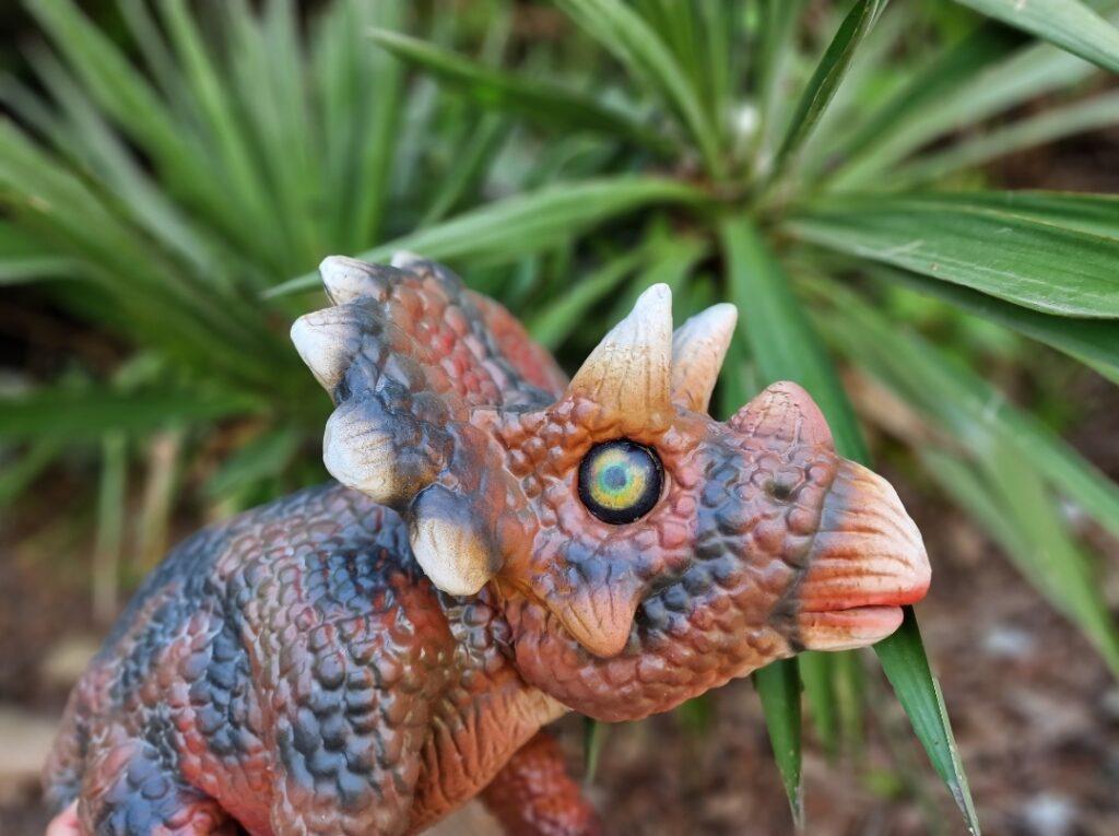 hire a baby triceratops this is grunt the baby triceratops that you can hire a dinosaur for your event 