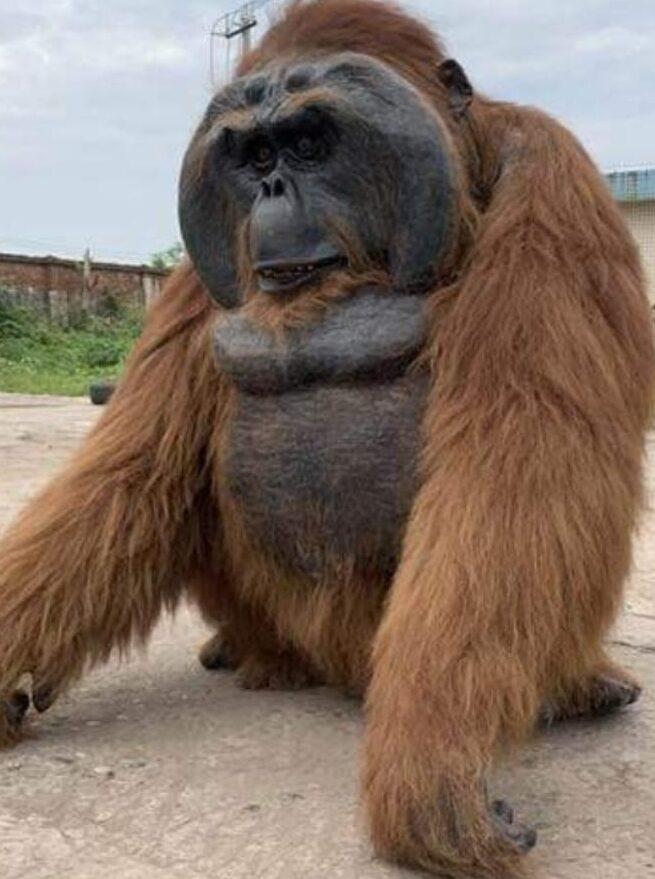 hire an orangutan encourage shoppers back