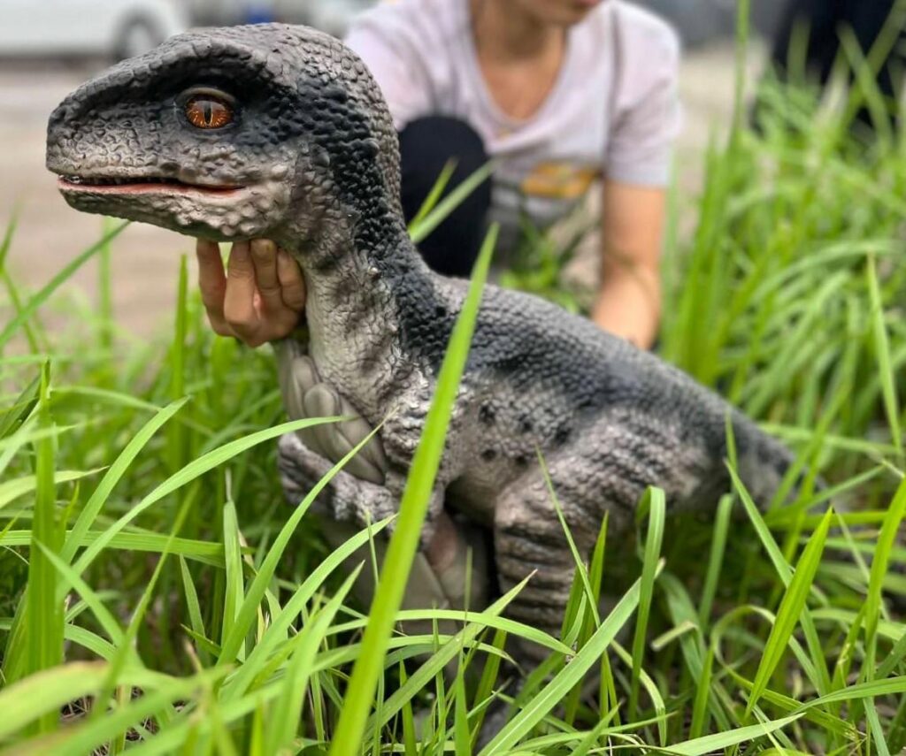 hire a raptor hire a dinosaur hire a realistic dinosaur hire blue raptor hire jurassic park raptor hire realistic dinosaur hire a fossil hire a trex skull t-rex skull hire prop hire dinosaur installations hire museum quality props for film
