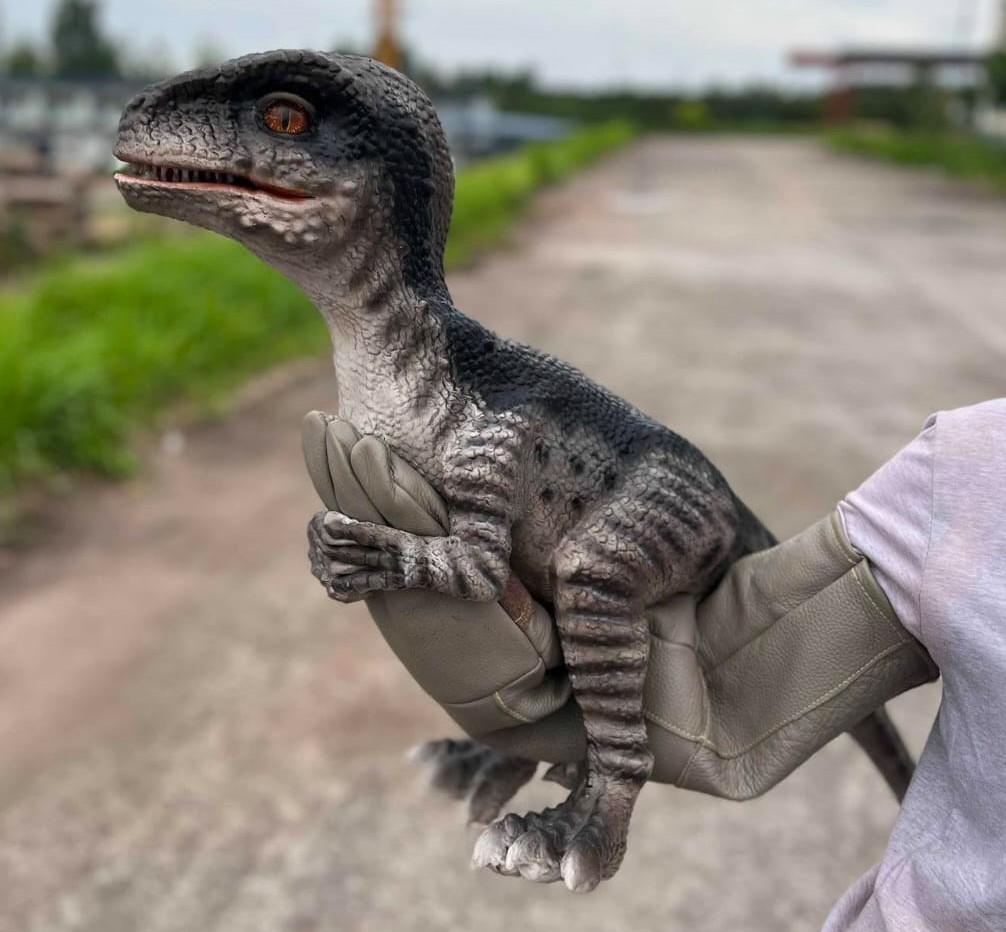 hire a raptor hire a baby raptor scratch the baby raptor dino safari park raptors hire blue from jurassic world