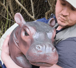 hippo hire a hippo hire a fossil hire a trex skull t-rex skull hire prop hire dinosaur installations hire museum quality props for film safari theme animal hire