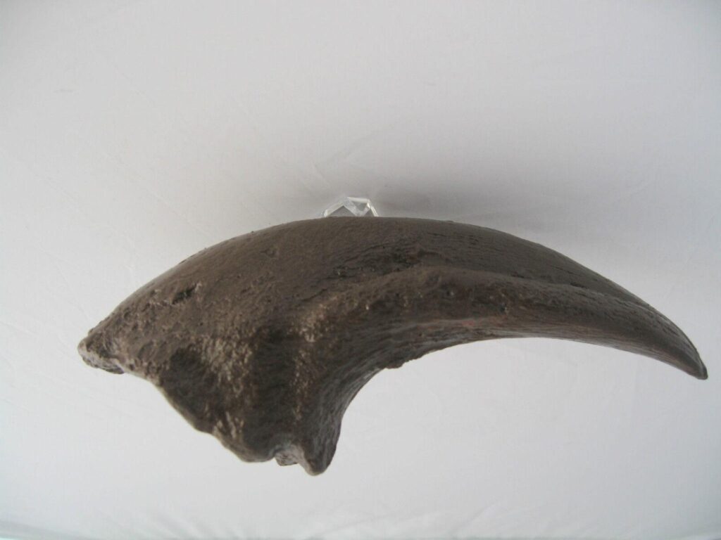 T-rex claw hire hire a raptor fossil skeleton raptor museum grad fossil skeleton dinosaur installations hire museum quality props for film  hire dinosaur props hire fossils hire museum fossils hire museum grade fossils hire dinosaur fossil hire real fossils hire realistic fossils hire museum fossil dinosaur fossil hire