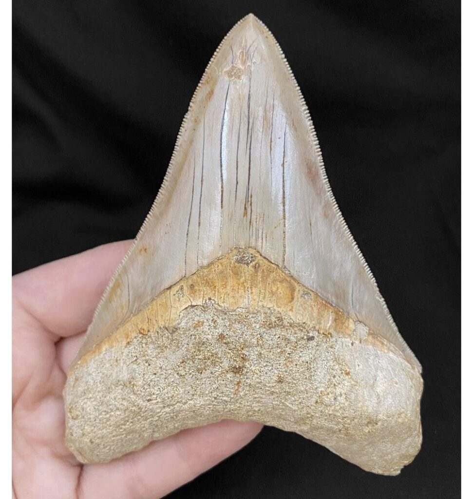 hire a megalodon fossil raptor fossil skeleton raptor museum grad fossil skeleton dinosaur installations hire museum quality props for film  hire dinosaur props hire fossils hire museum fossils hire museum grade fossils hire dinosaur fossil hire real fossils hire realistic fossils hire museum fossil dinosaur fossil hire