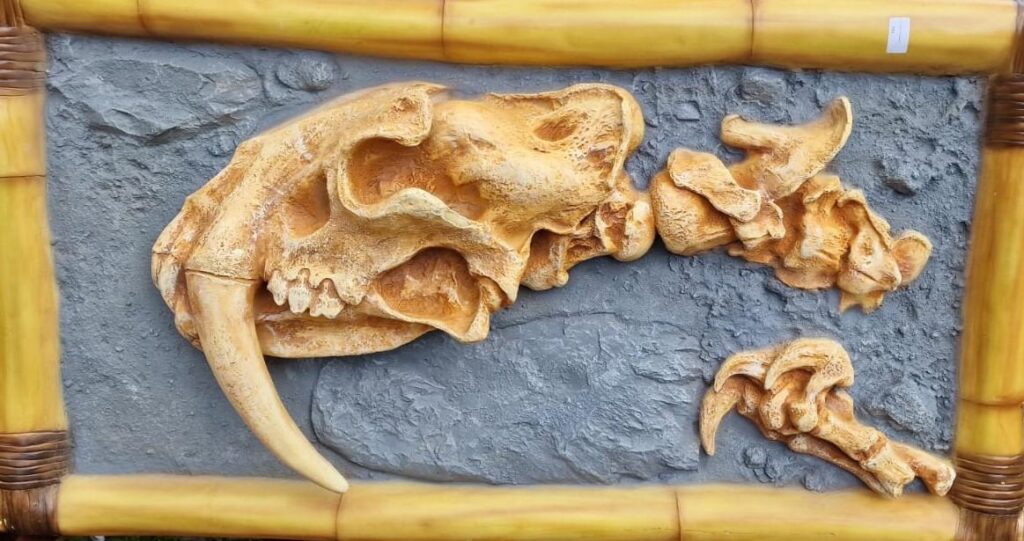 hire a fossil hire a sabretooth tiger realistic fossil hire large fossils