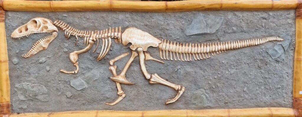 t-rex skeleton dinosaur installations hire museum quality props for film  hire dinosaur props hire fossils hire museum fossils hire museum grade fossils hire dinosaur fossil hire real fossils hire realistic fossils hire museum fossil dinosaur fossil hire