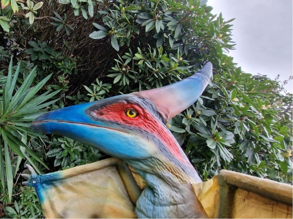 hire a pteranodon Hire a dinosaur hire a dino Chomp the T-Rex Hire a dinosaur Andy Day Dinosaur events Hire a dinosaur cbbc dinosaurs hire a dinosaur hire the biger most realistic dinosaur in the uk