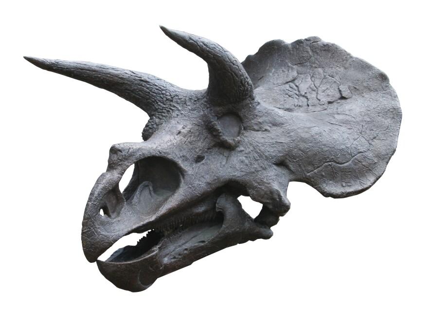 hire a raptor fossil skeleton raptor museum grad fossil skeleton dinosaur installations hire museum quality props for film  hire dinosaur props hire fossils hire museum fossils hire museum grade fossils hire dinosaur fossil hire real fossils hire realistic fossils hire museum fossil dinosaur fossil hire
