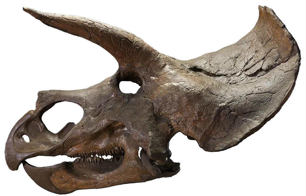 hire a raptor fossil skeleton raptor museum grad fossil skeleton dinosaur installations hire museum quality props for film  hire dinosaur props hire fossils hire museum fossils hire museum grade fossils hire dinosaur fossil hire real fossils hire realistic fossils hire museum fossil dinosaur fossil hire