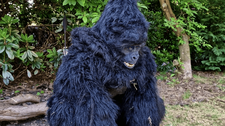 hire a realistic gorilla costume uk hire a realistic gorilla uk hire a realistic monkey hire a realistic gorilla hire a realistic ape the most realistic gorilla costume planet of the apes costume film quality gorilla costume king king costume movie creature suit