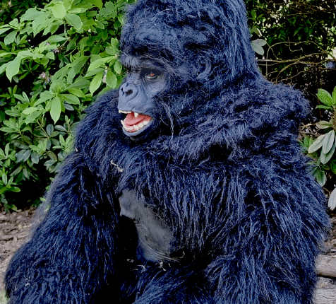 hire a realistic gorilla costume uk hire a realistic gorilla uk hire a realistic monkey hire a realistic gorilla hire a realistic ape the most realistic gorilla costume planet of the apes costume film quality gorilla costume king king costume movie creature suit