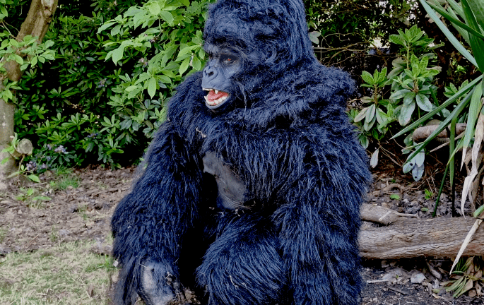 hire a realistic gorilla costume uk hire a realistic gorilla uk hire a realistic monkey hire a realistic gorilla hire a realistic ape the most realistic gorilla costume planet of the apes costume film quality gorilla costume king king costume movie creature suit