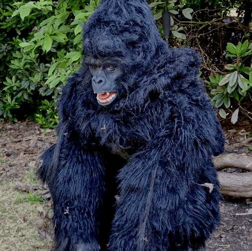 hire a realistic gorilla costume uk hire a realistic gorilla uk hire a realistic monkey hire a realistic gorilla hire a realistic ape the most realistic gorilla costume planet of the apes costume film quality gorilla costume king king costume movie creature suit