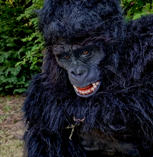 hire a realistic gorilla costume uk hire a realistic gorilla uk hire a realistic monkey hire a realistic gorilla hire a realistic ape the most realistic gorilla costume planet of the apes costume film quality gorilla costume king king costume movie creature suit
