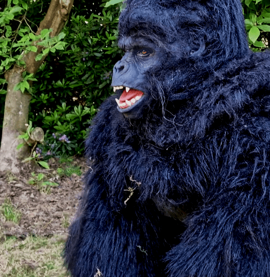 hire a realistic gorilla costume uk hire a realistic gorilla uk hire a realistic monkey hire a realistic gorilla hire a realistic ape the most realistic gorilla costume planet of the apes costume film quality gorilla costume king king costume movie creature suit