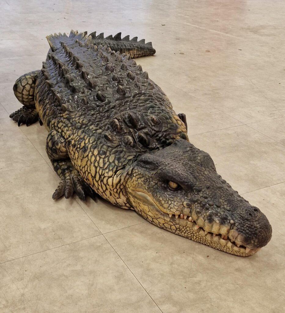 hire a crocodile hire an animatronic crocodile hire a prop crocodile hire a realistic crocodile puppet