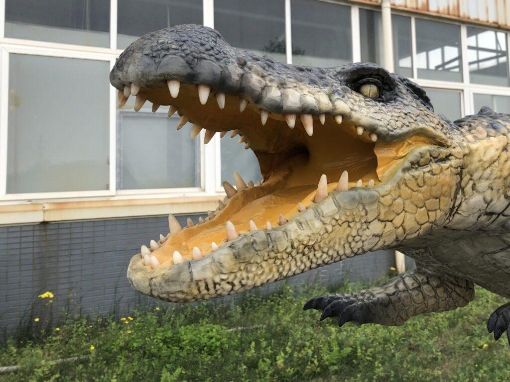 hire a crocodile hire an animatronic crocodile hire a prop crocodile hire a realistic crocodile puppet