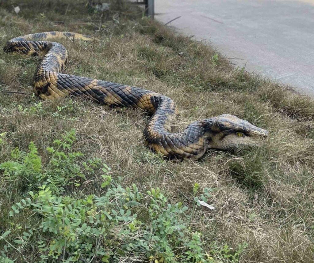 Hire a python hire a boa snake hire realistic snakes hire a snake for events hire a snake for filming hire a crocodile hire saltwater crocodile hire an alligator hire a gator hire a crocodile puppet hire a snake