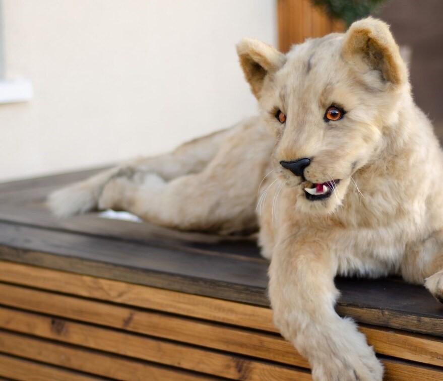 hire a lion cub hire lions lion cub puppet for events