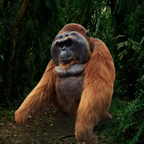 hire a realistic orangutan hire an orangutan hire the orangutan louis the orangutan Indonesian animals for hire a gorilla hire an ape hire a monkey realistic monkey hire realistic animal hire animal entertainment