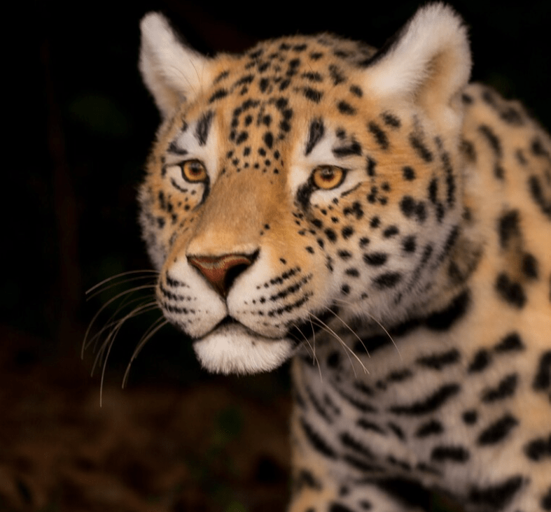 Hire a jaguar hire jaguars hire a sloth hire jungle animals hire south american animals hire latin american animals hire wildlife