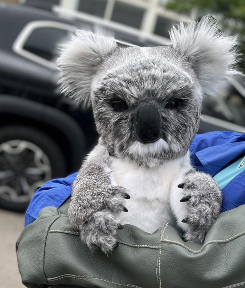 Hire a koala hire koalas hire Australian animals hire kangaroo hire a realistic orangutan hire an orangutan hire the orangutan louis the orangutan Indonesian animals for hire a gorilla hire an ape hire a monkey realistic monkey hire realistic animal hire animal entertainment