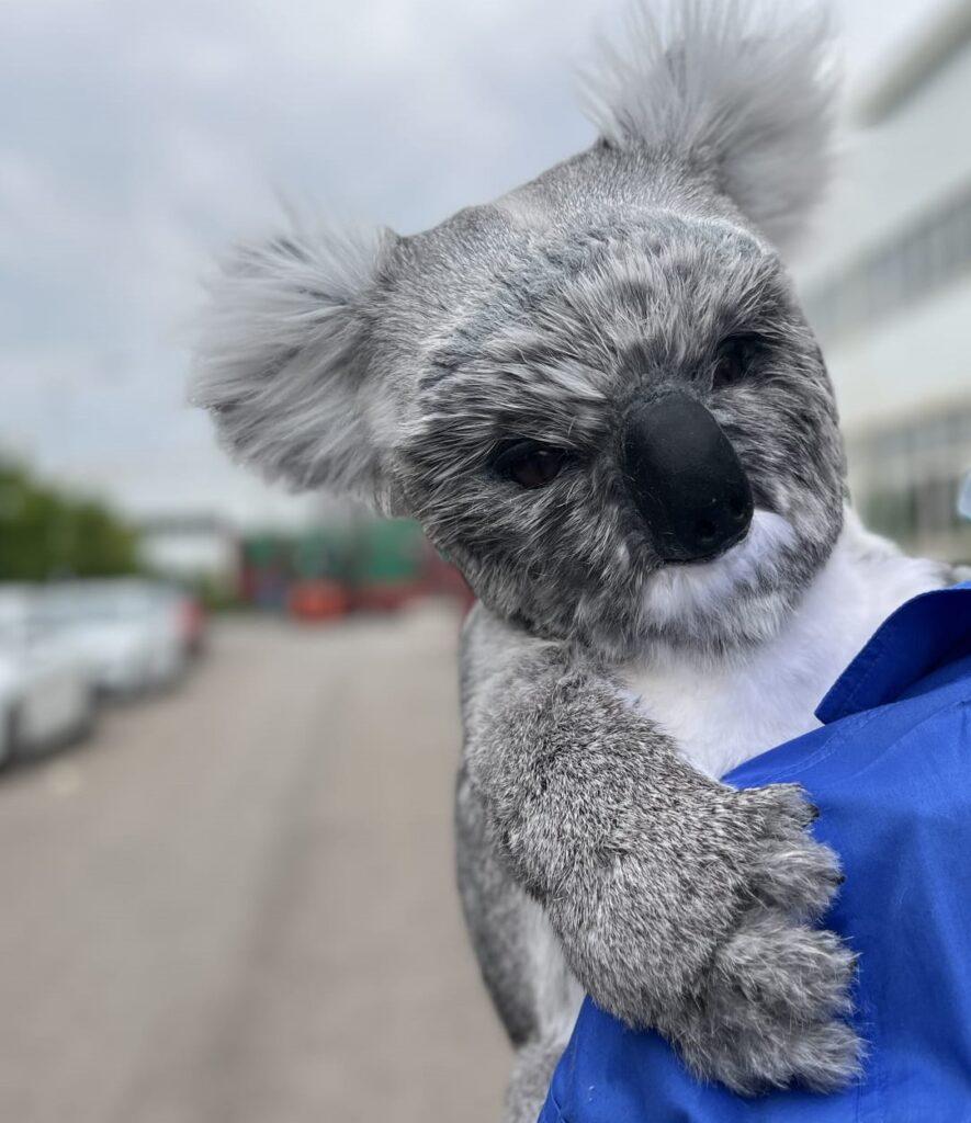 Hire a koala hire koalas hire Australian animals hire kangaroo hire a realistic orangutan hire an orangutan hire the orangutan louis the orangutan Indonesian animals for hire a gorilla hire an ape hire a monkey realistic monkey hire realistic animal hire animal entertainment