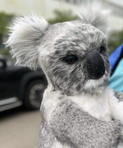 Hire a koala hire koalas hire Australian animals hire kangaroo hire a realistic orangutan hire an orangutan hire the orangutan louis the orangutan Indonesian animals for hire a gorilla hire an ape hire a monkey realistic monkey hire realistic animal hire animal entertainment