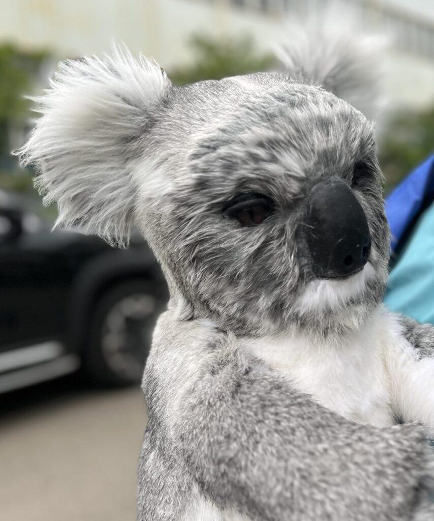 Hire a koala hire koalas hire Australian animals hire kangaroo hire a realistic orangutan hire an orangutan hire the orangutan louis the orangutan Indonesian animals for hire a gorilla hire an ape hire a monkey realistic monkey hire realistic animal hire animal entertainment