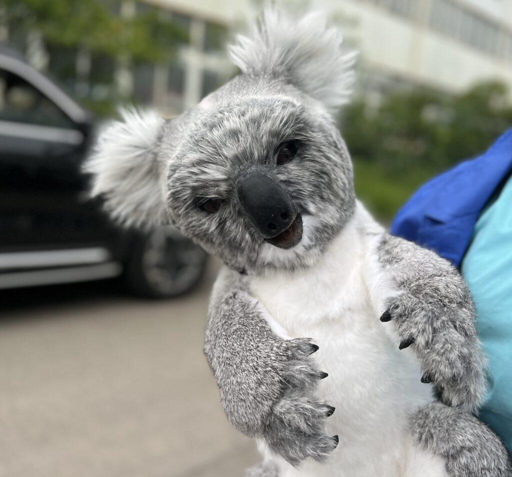 Hire a koala hire koalas hire Australian animals hire kangaroo hire a realistic orangutan hire an orangutan hire the orangutan louis the orangutan Indonesian animals for hire a gorilla hire an ape hire a monkey realistic monkey hire realistic animal hire animal entertainment