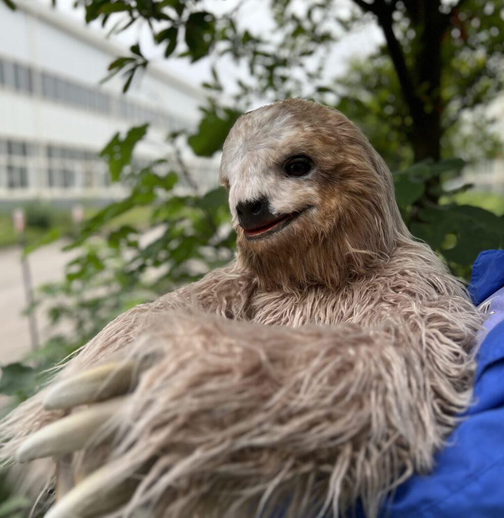 hire a sloth hire jungle animals hire south american animals hire latin american animals hire wildlife