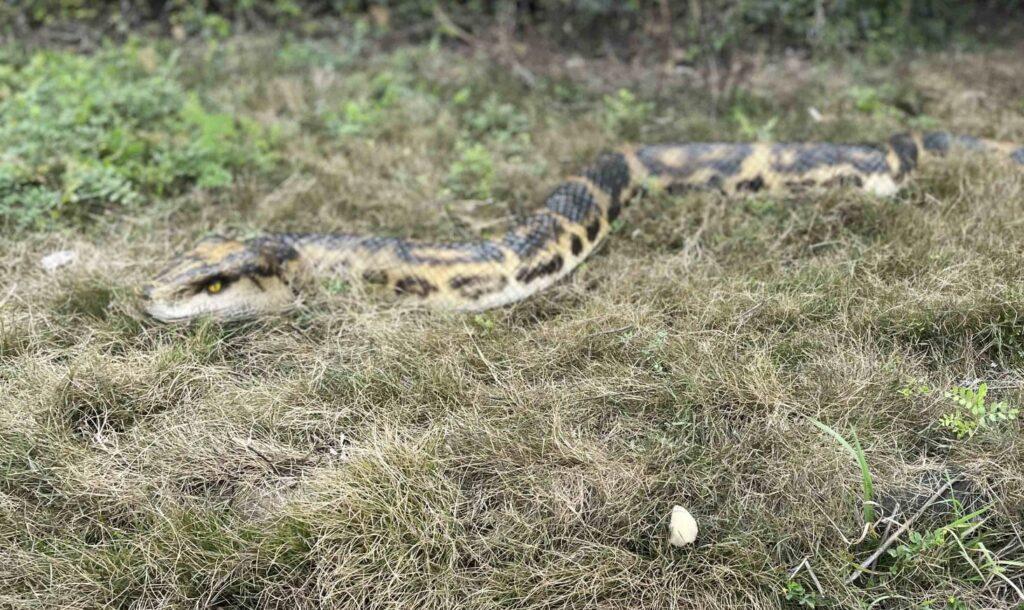 Hire a python hire a boa snake hire realistic snakes hire a snake for events hire a snake for filming hire a crocodile hire saltwater crocodile hire an alligator hire a gator hire a crocodile puppet hire a snake