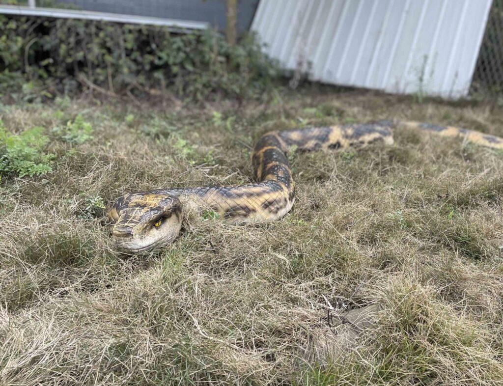 Hire a python hire a boa snake hire realistic snakes hire a snake for events hire a snake for filming hire a crocodile hire saltwater crocodile hire an alligator hire a gator hire a crocodile puppet hire a snake