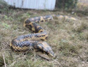 Hire a python hire a boa snake hire realistic snakes hire a snake for events hire a snake for filming hire a crocodile hire saltwater crocodile hire an alligator hire a gator hire a crocodile puppet hire a snake