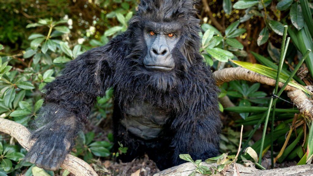 hire a gorilla for filming hire a gorilla for events gorilla costume hire realistic gorilla