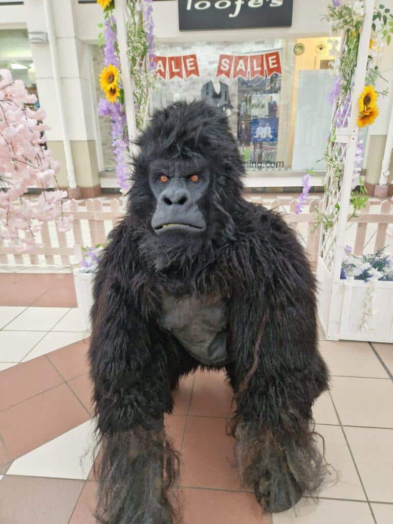 Hire a Gorilla hire best in the world gorilla costume